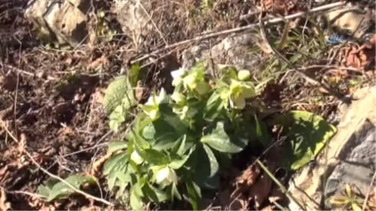 Kar Beklenen Sakarya\'da Kış Çiçekler Açtı