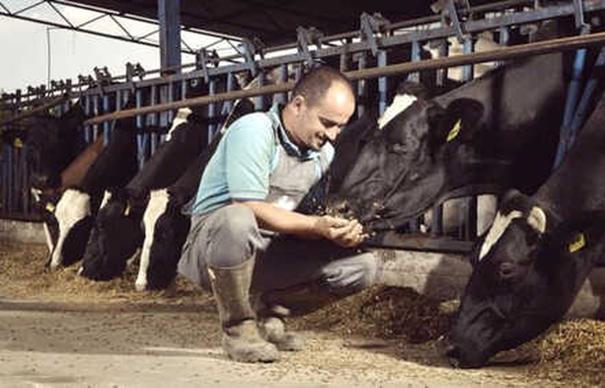 Hayvancılıkta Modernizasyon Yatırımına Yüzde 50 Hibe