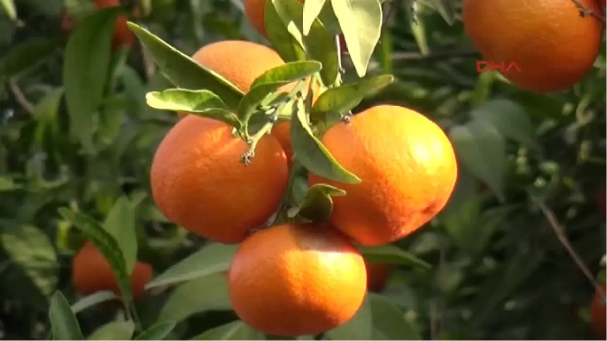 Antalya-Kemer Gramantini Yok Olma Tehlikesiyle Karşı Karşıya