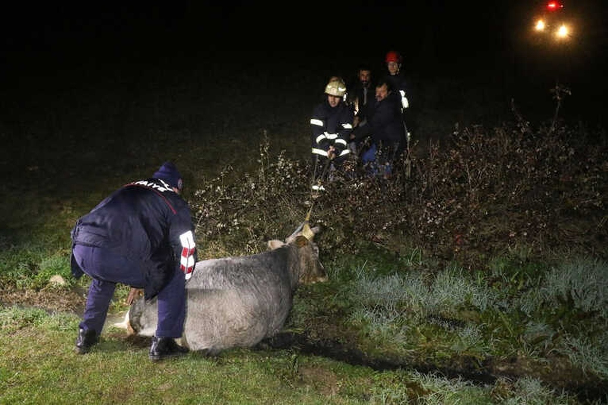 Bataklığa Saplanan İnek, Donmak Üzereyken Kurtarıldı