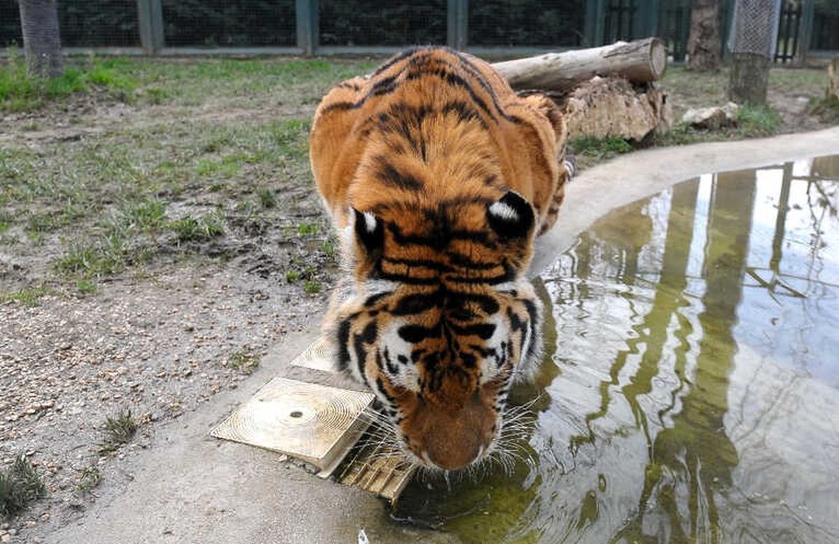 Bengal Kaplanları Kar Bekliyor