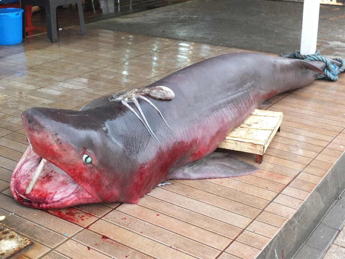 Hamsi Ağlarından 3,5 Metrelik Köpek Balığı Çıktı