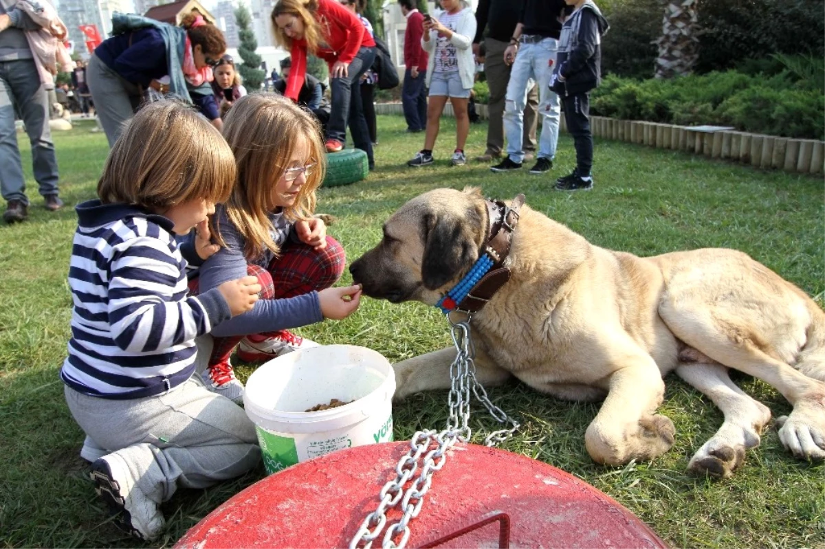 Karşıyaka\'da Köpek Irkları Yarışacak