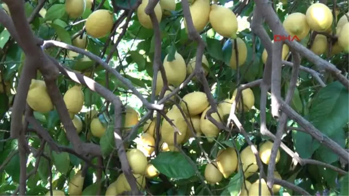 Mersin-Limon Üreticileri Teşvik Priminin Açıklanmasını Bekliyor