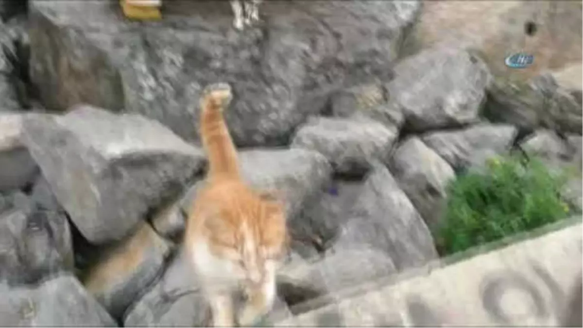 Pendik\'te Denize Nazır Kedi Evleri