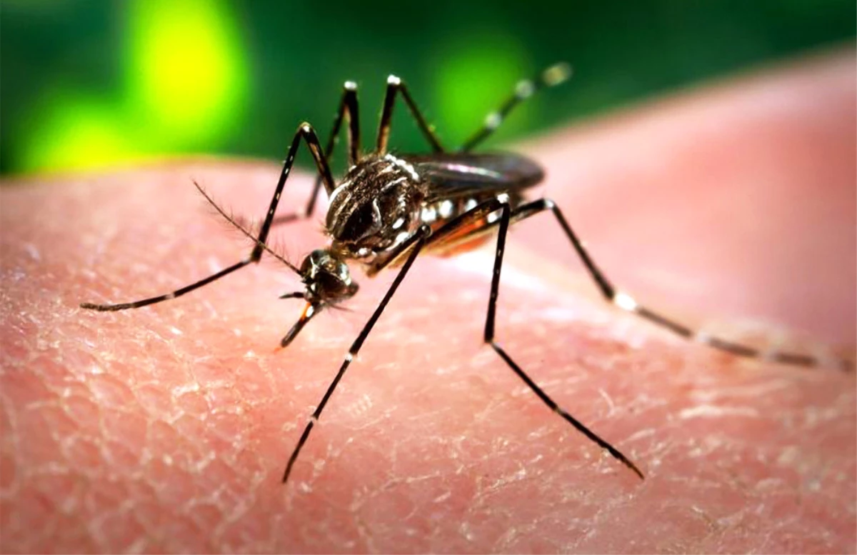 Zika Virüsü İçin Korkutan Rapor! 7 Yıl İçinde Anadolu\'ya Yayılacak