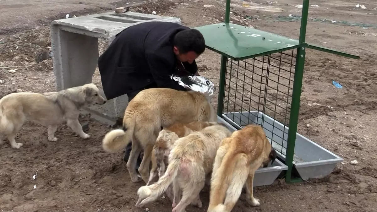 Çumra\'da Sokak Hayvanları İçin Beslenme Noktaları Oluşturuldu