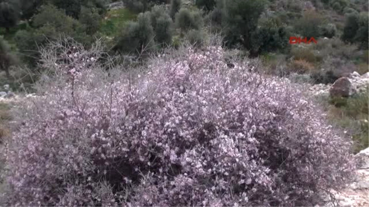 Antalya Demre\'de Ağaçlar Çiçek Açtı