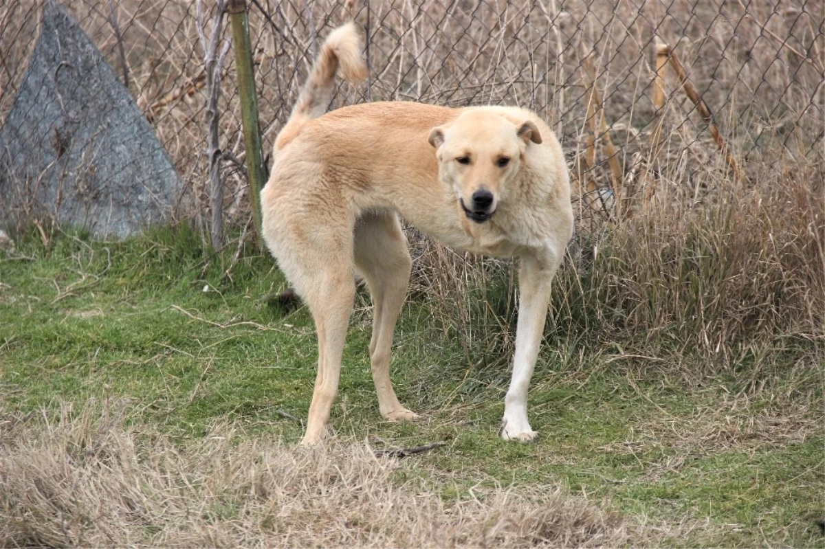 Engelleri Köpeklere Özel İlgi