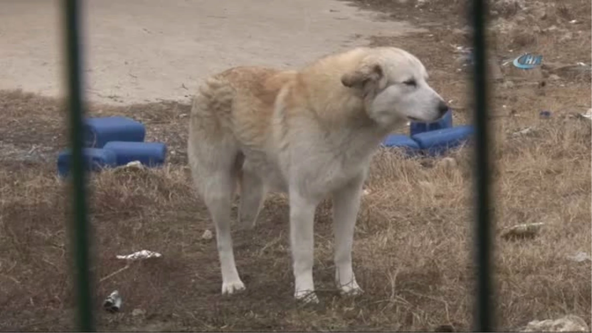 Engelleri Köpeklere Özel İlgi...kimi Kaza Geçirdi, Kimi de Sahipleri Tarafından Terk Edildi