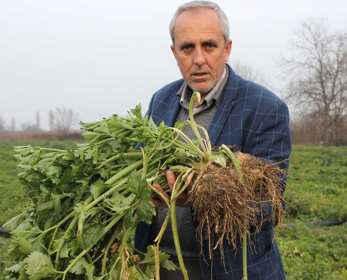 Kereviz Para Etmeyince Tarlada Kaldı
