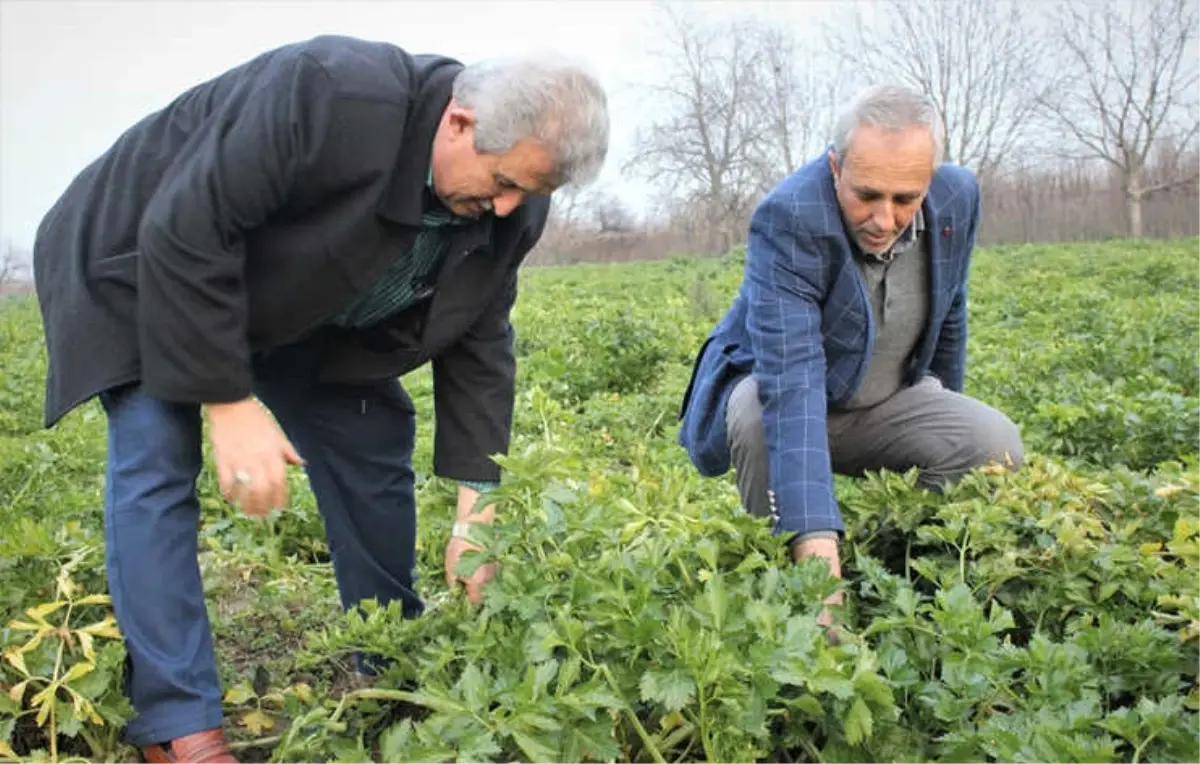 Kereviz Para Etmeyince Tarlada Kaldı