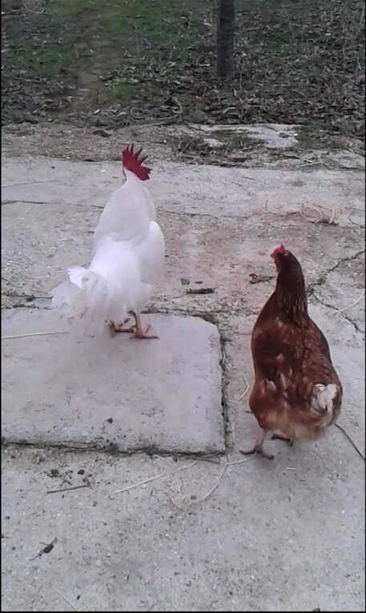 Tatlı Kızın Tiyatrocu Horozu