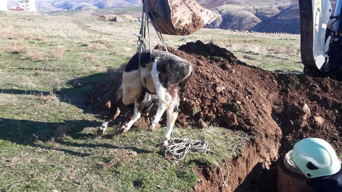 Siirt\'te Rögara Düşen İneği İtfaiye Kurtardı
