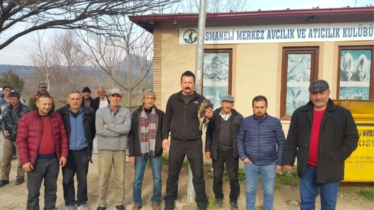 Yaralı Şahine Osmaneli Merkez Avcılar Kulübü Üyeleri Sahip Çıktı