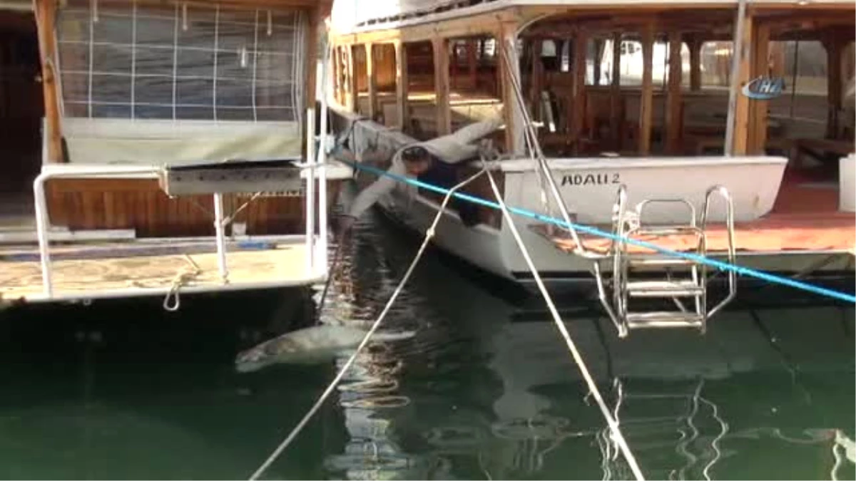 Fethiye\'de Caretta Caretta Kıyıya Vurdu