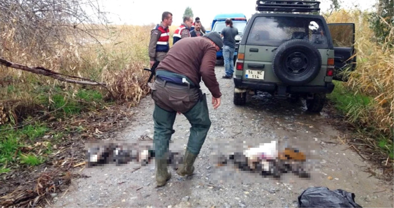 Milli Parkta Kaçak Avcı Baskını! Ördekleri Acımasızca Öldüren 5 Cani Gözaltına Alındı