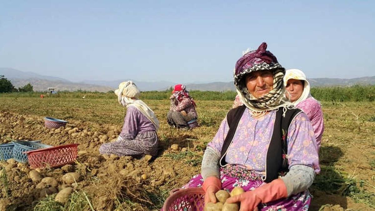 Ödemiş Patatesi, Maliyetini Ancak Karşılıyor