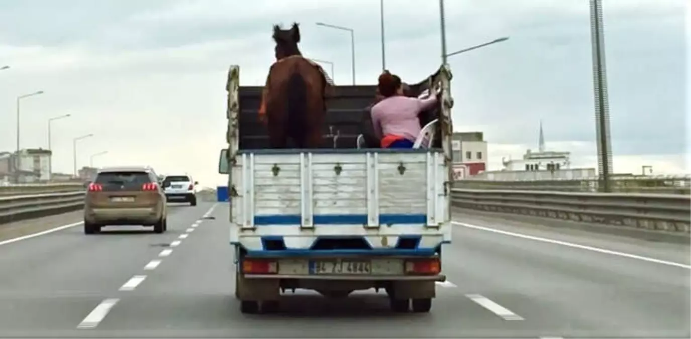 3 Kişilik Ailenin Kamyon Kasasında Atla Tehlikeli Yolculuğu Kamerada