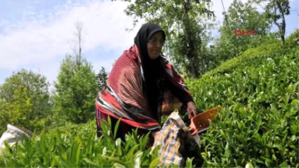 Trabzon Karadenizli Kadınlar, Her Mevsim Çalışkan