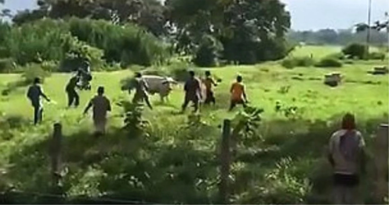 "Açız" Diye Bağırdılar, Yakaladıkları Sığırı Saniyeler İçinde Parçalayıp Evlerine Götürdüler