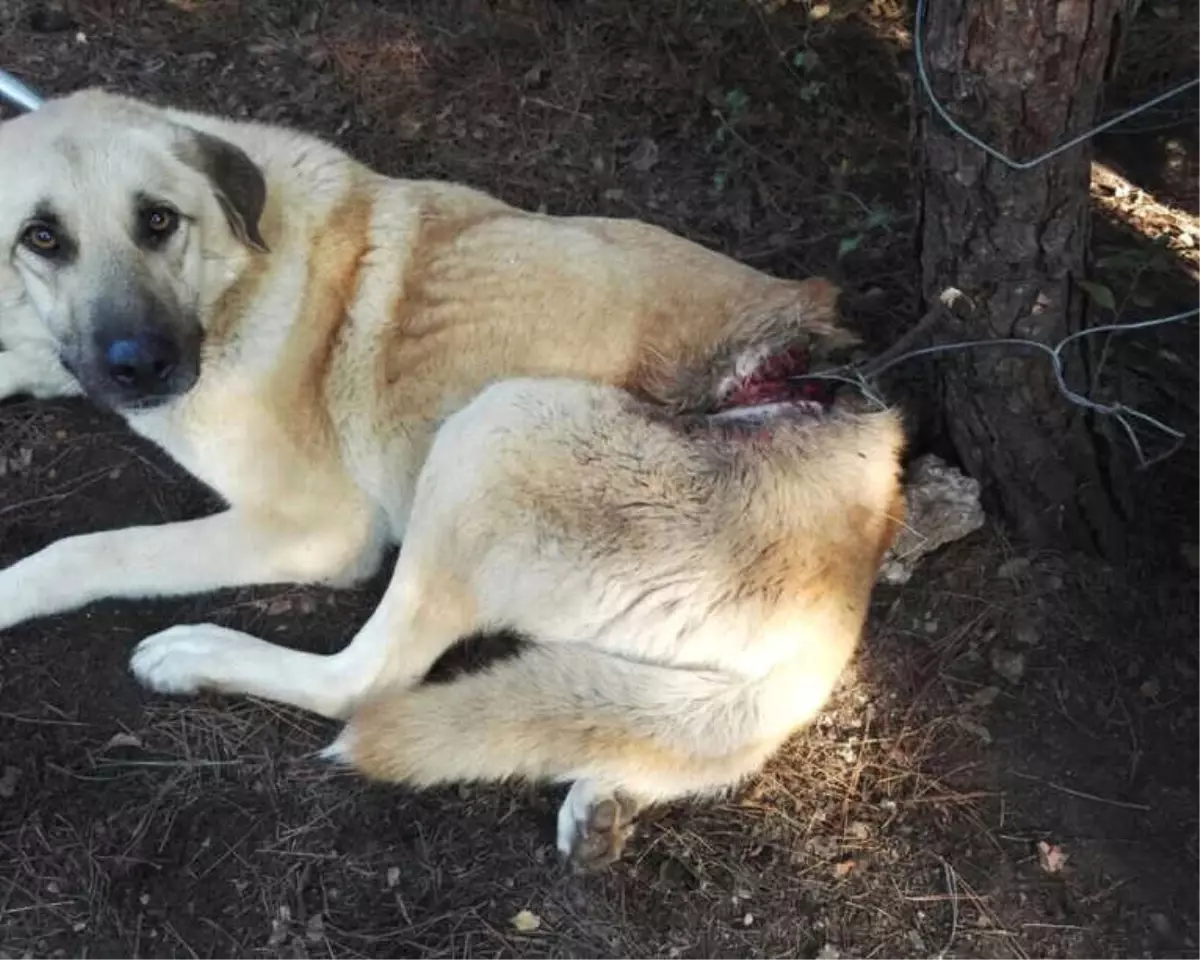 Hayvanseverlerin Beslediği Köpek Tellerle Bağlanmış Halde Bulundu