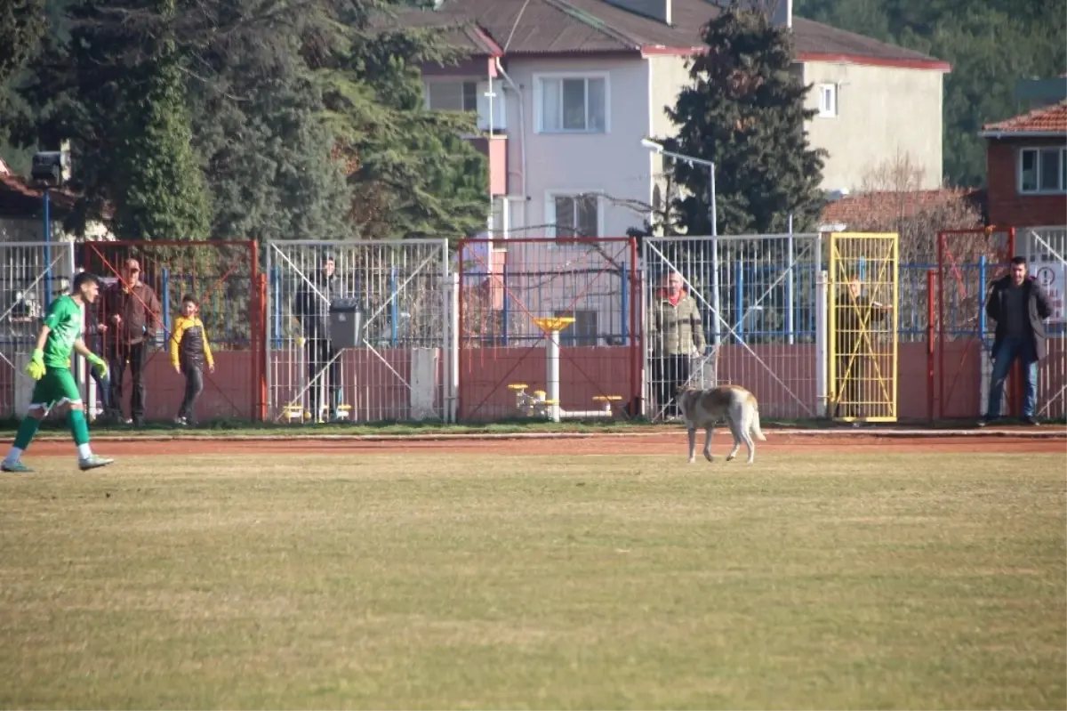 Her Maçta Sahaya Giren Köpek Maçın Durmasına Sebep Oluyor