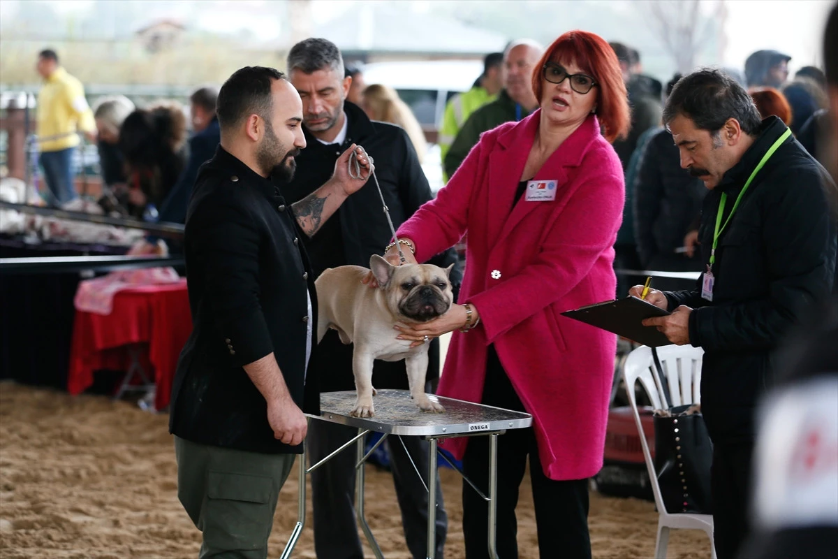 İzmir\'de "Köpek Irkları Yarışması"