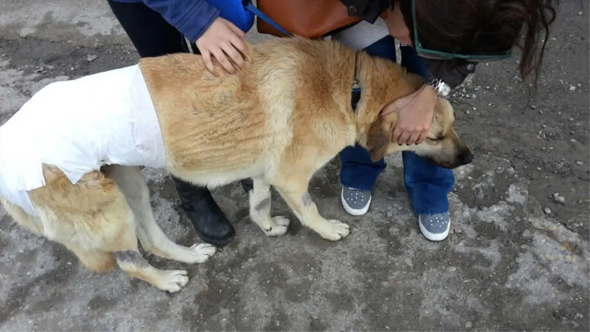 Uysal" Telle Ağaca Bağlanmış Halde Bulundu