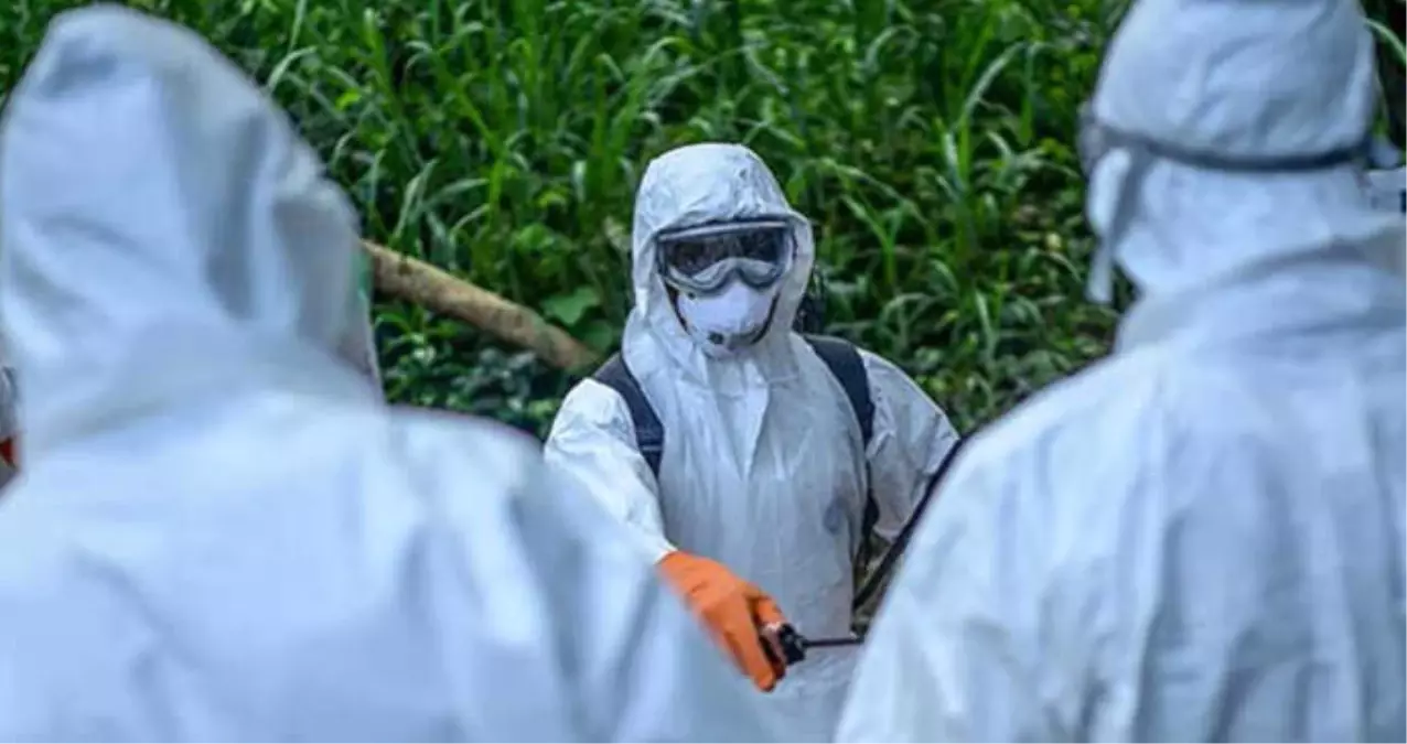 Avrupa Alarmda! "Afrika Domuz Vebası" Almanya Kapılarına Dayandı