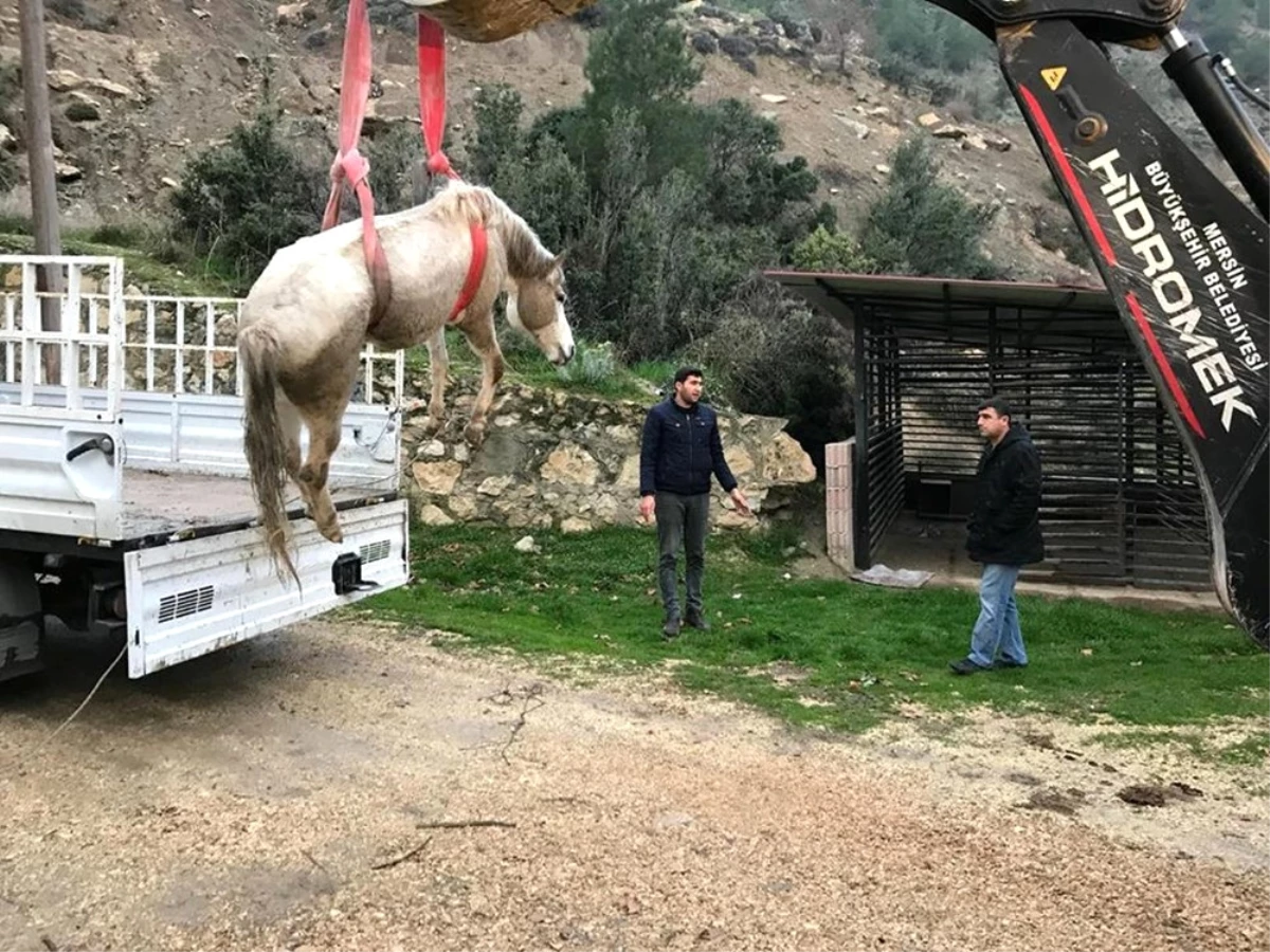 Dereye Düşen Sahipsiz Atı İtfaiye Kurtardı