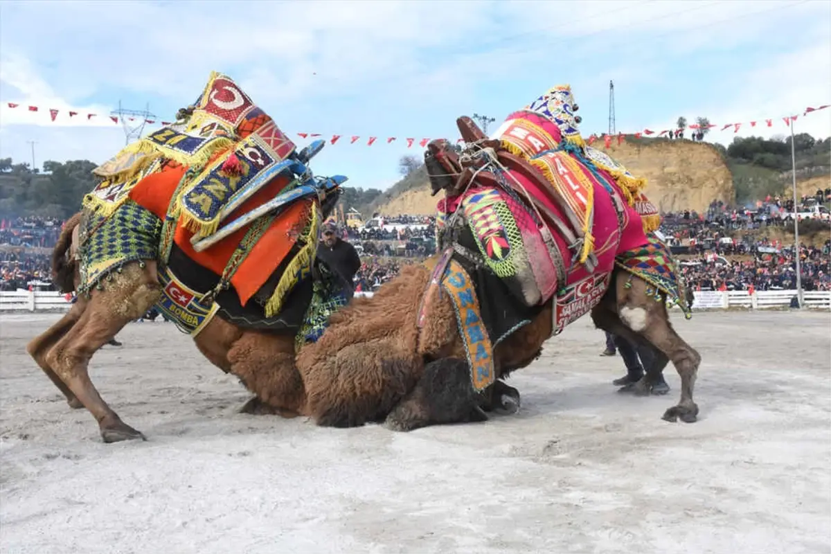 Germencik\'te Deve Güreşleri Festivali Yapıldı