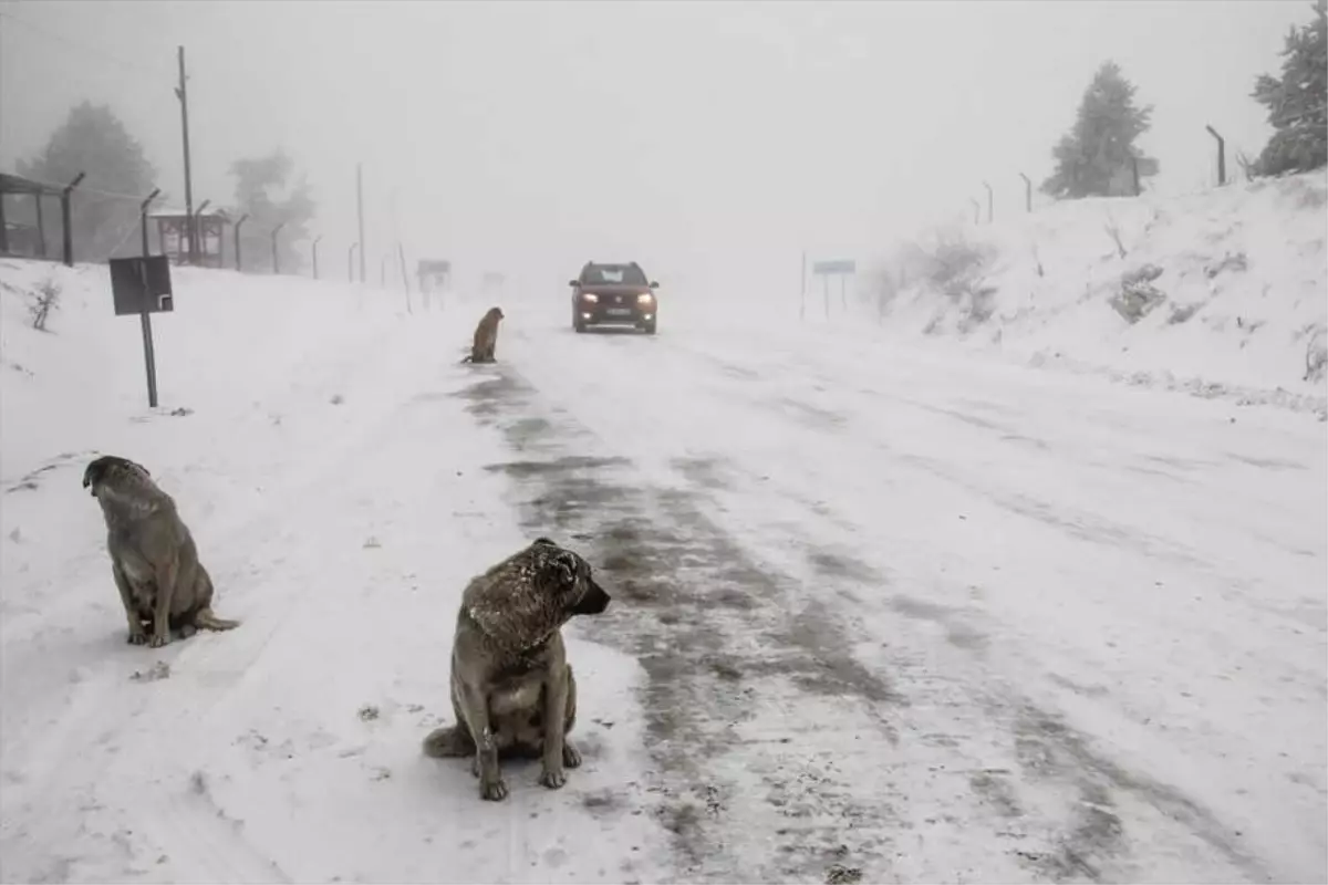 Kütahya\'da Kar Yağışı ve Sis