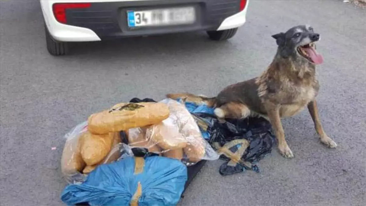 Narkotik Köpeği Tora, Zehir Tacirlerine Göz Açtırmıyor