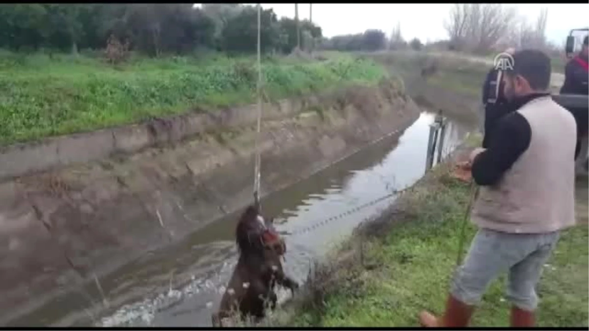 Sulama Kanalına Düşen Atı İtfaiye Kurtardı