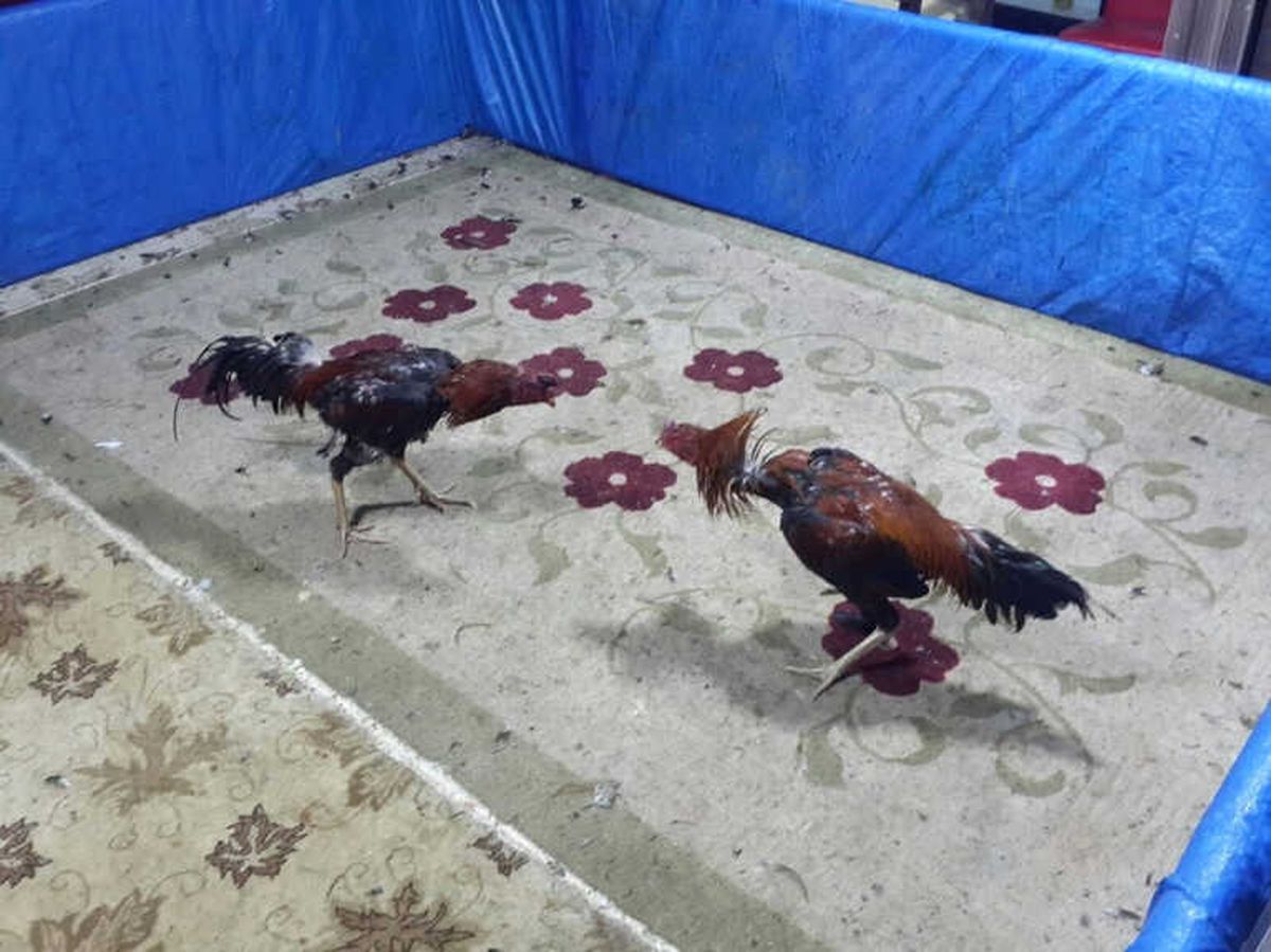 Kavurmacı Görünümlü İşletmede Horoz Dövüşü