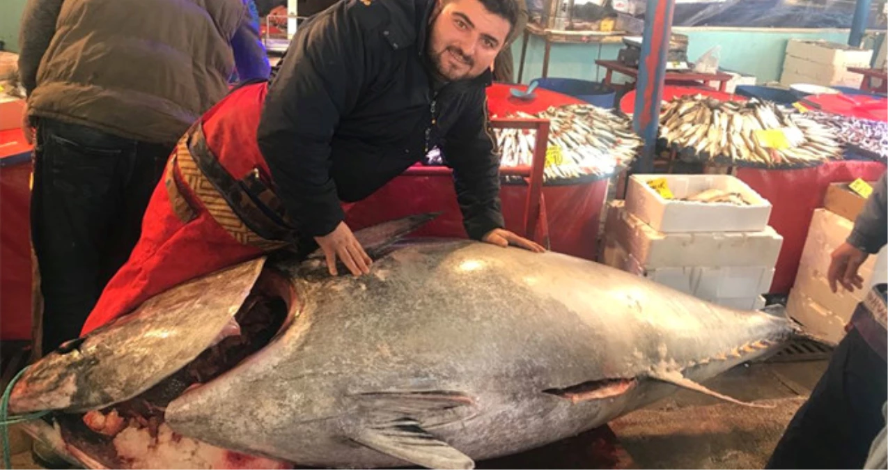 30 Yıllık Balıkçı, Ağına Takılan 523 Kiloluk Orkinosu Görünce Şok Oldu