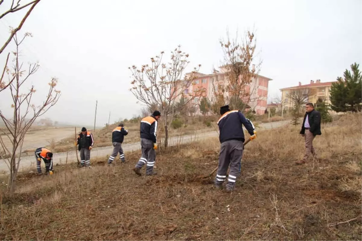 Yeşil Bir Sungurlu İçin Çalışıyorlar