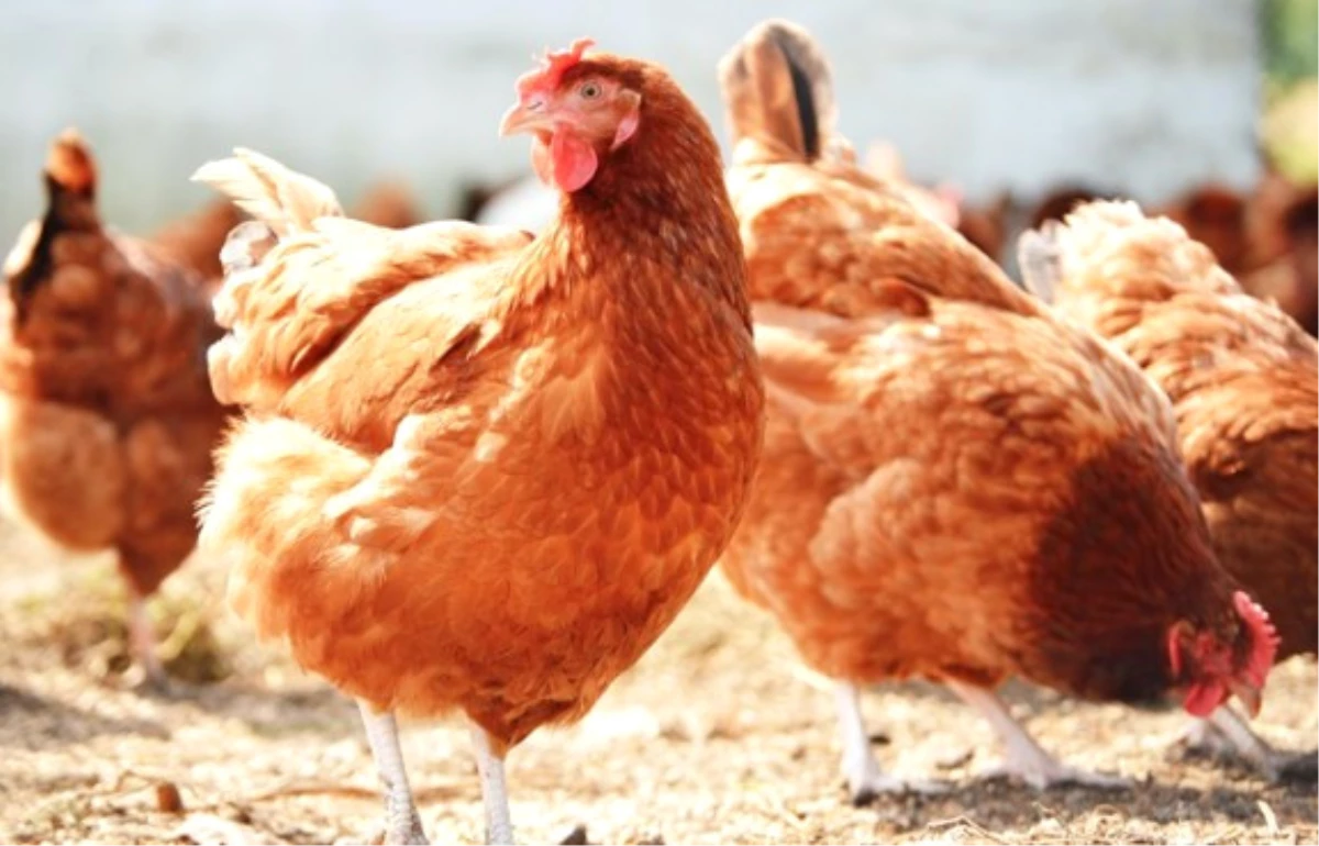 Üç Tavukla Başladı Üç Bin Tavukluk Çiftlik Kurdu