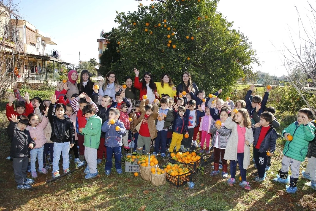 Ekolojik Kreş Öğrencilerinden Portakal Hasadı