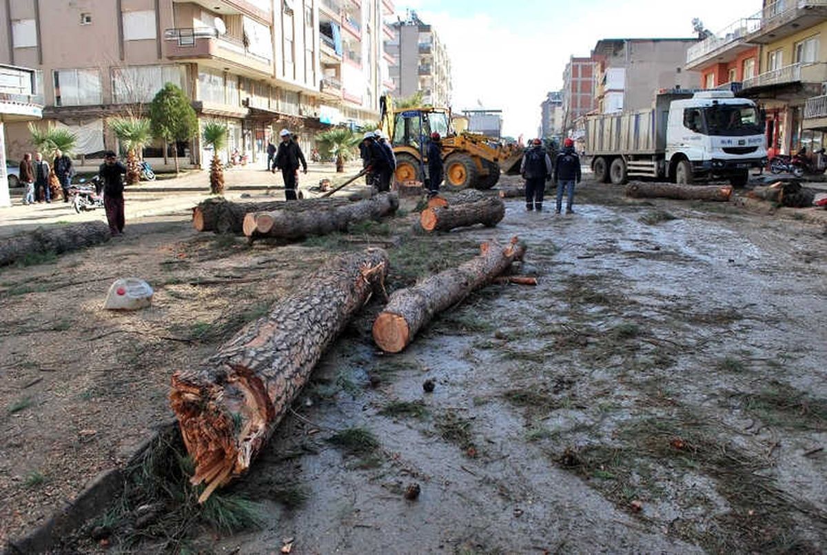 Salihli\'de Çürüme Nedeniyle Tehlike Oluşturan Ağaçlar Kesildi