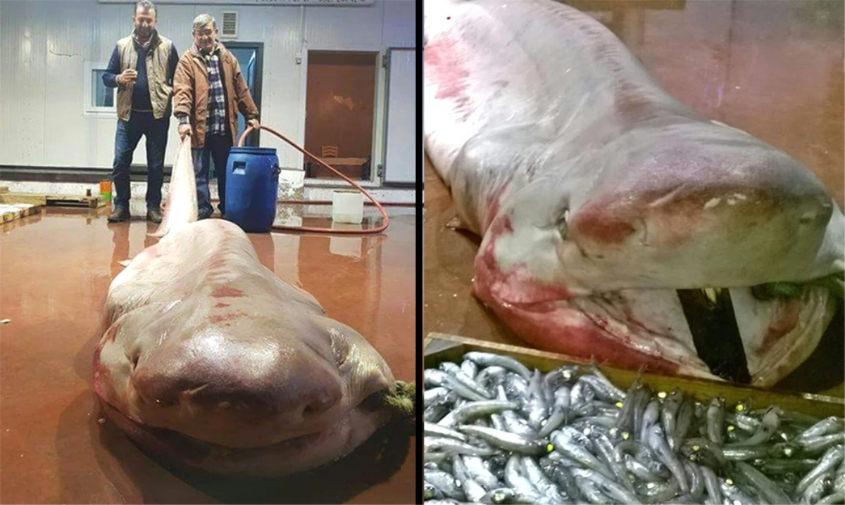 4 Metre Büyüklüğündeki Köpek Balığı Balıkçıların Ağına Takıldı