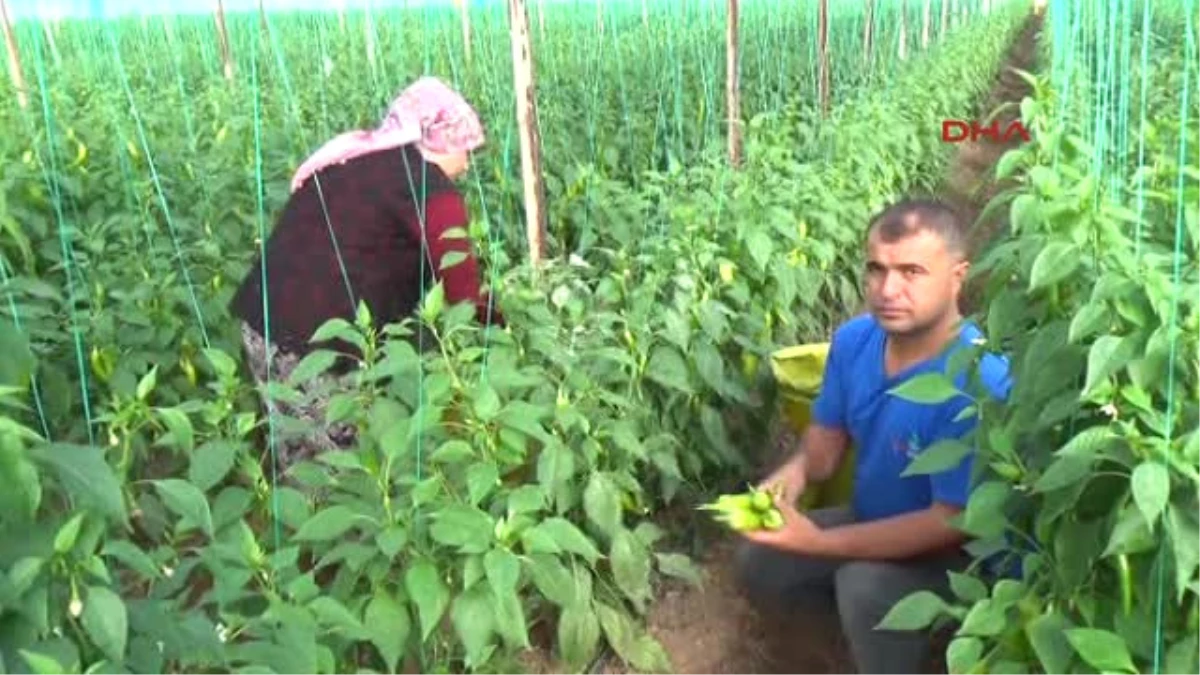 Antalya Üreticinin Çocuğu da Serada Büyüyor