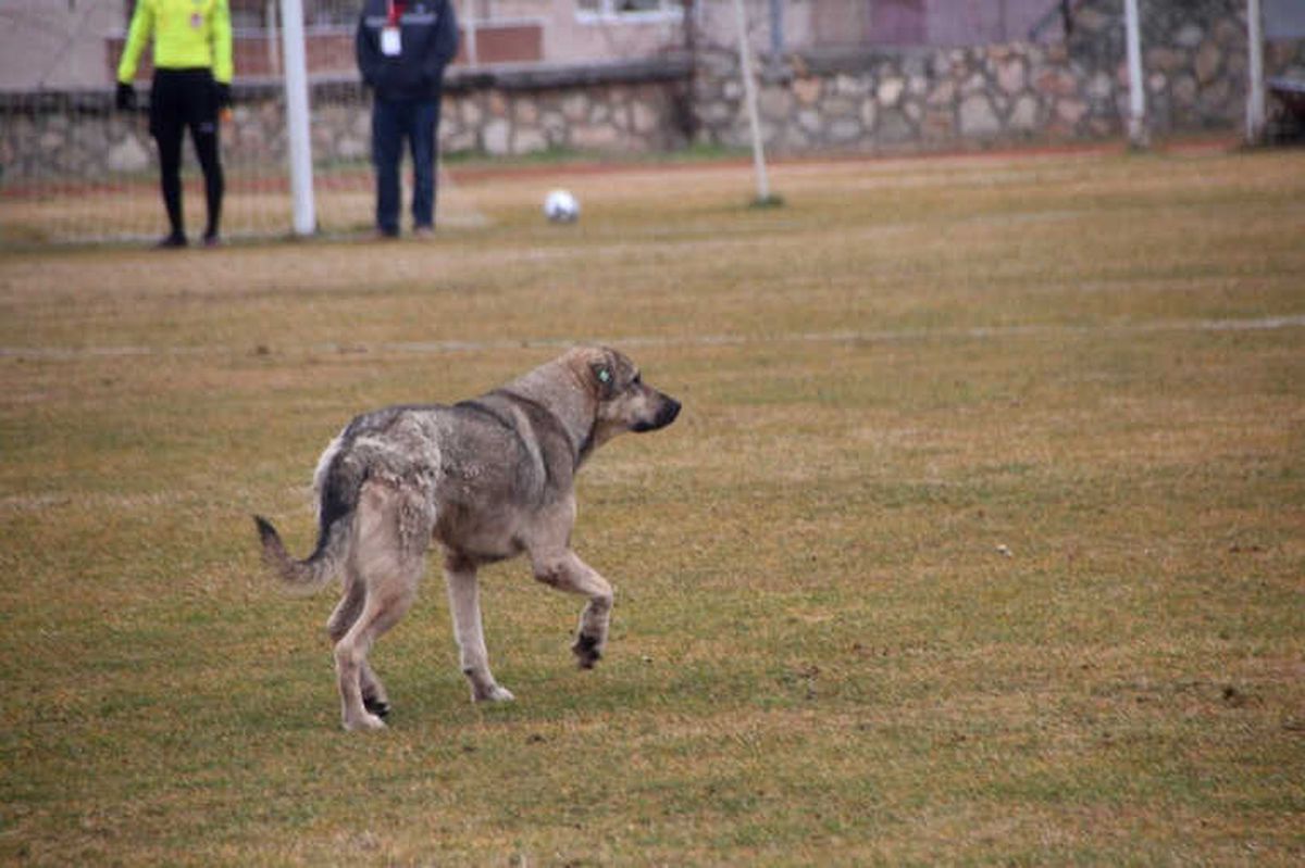 Bu Köpek Her Hafta Sahada