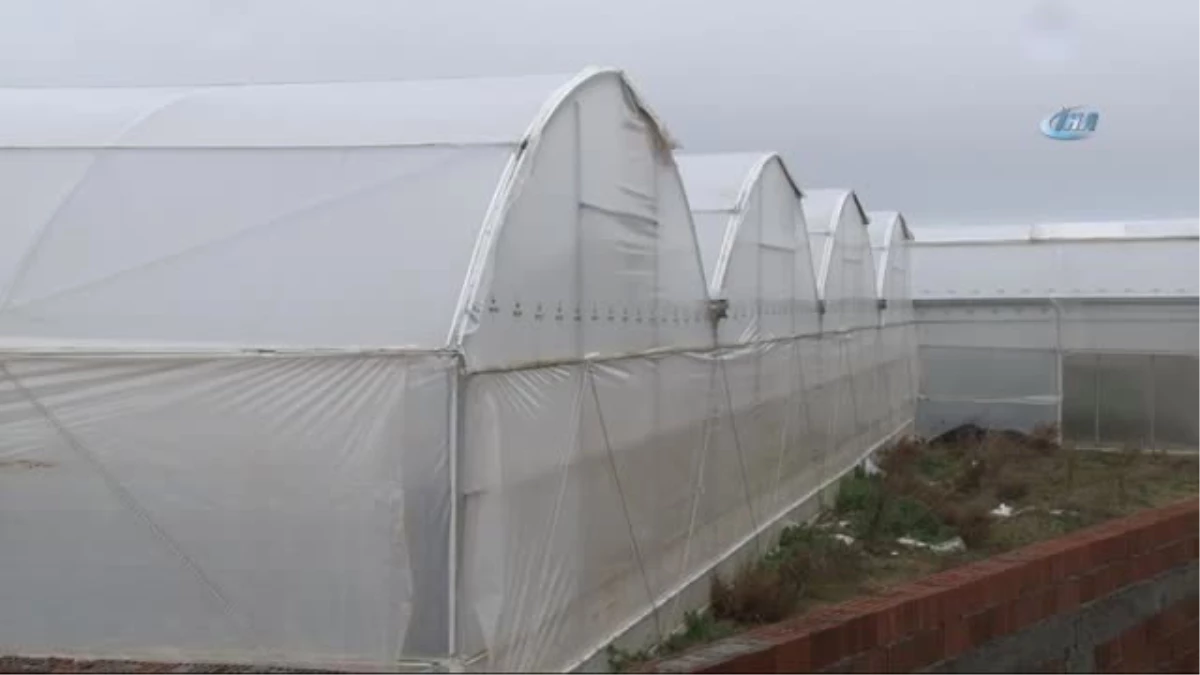 Çanakkale\'de İlk Kez Jeotermal Serada 4 Mevsim Sebzeler Üretiliyor
