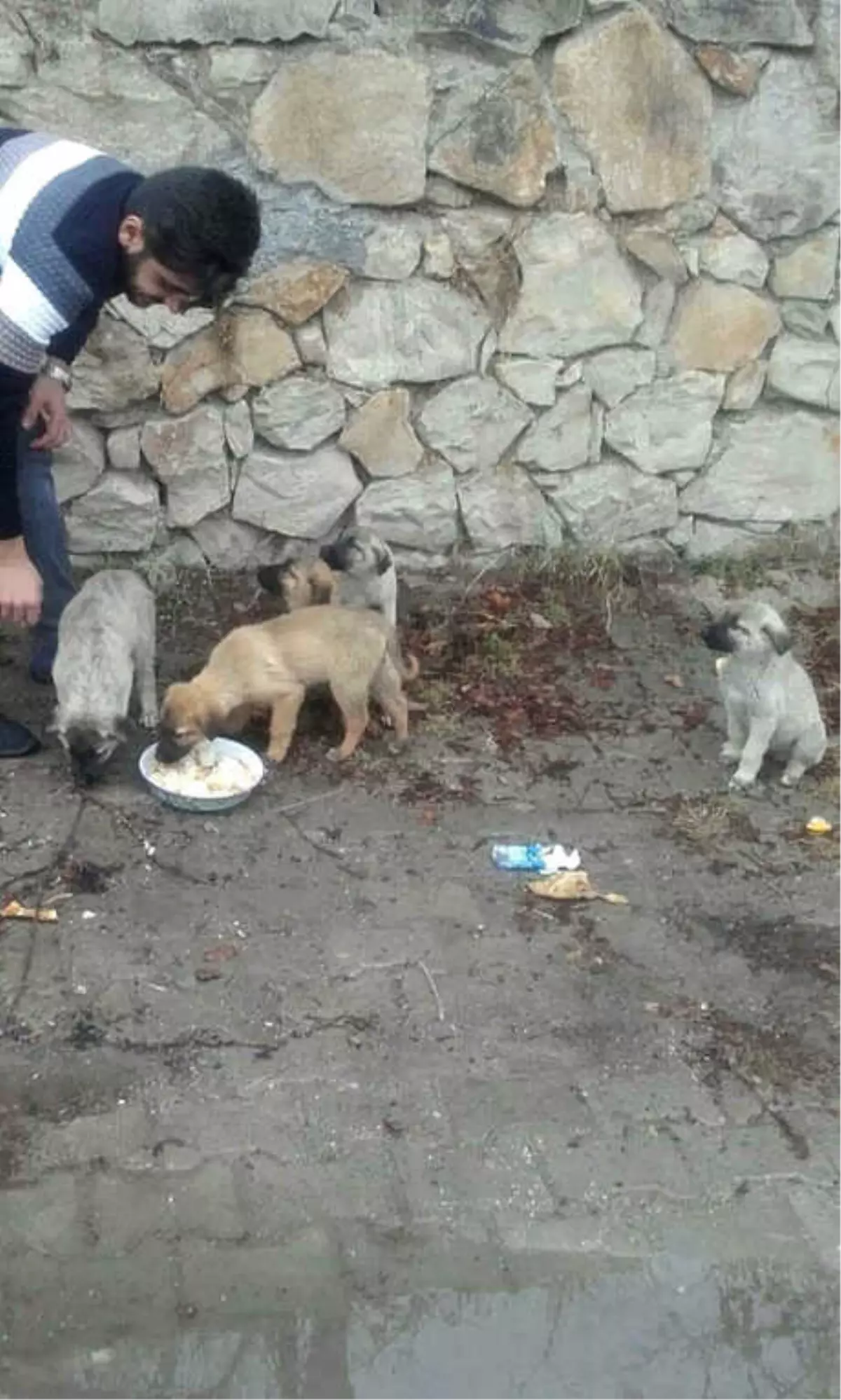 Okul Harçlığını Sokak Hayvanlarına Mama Almak İçin Biriktiriyor