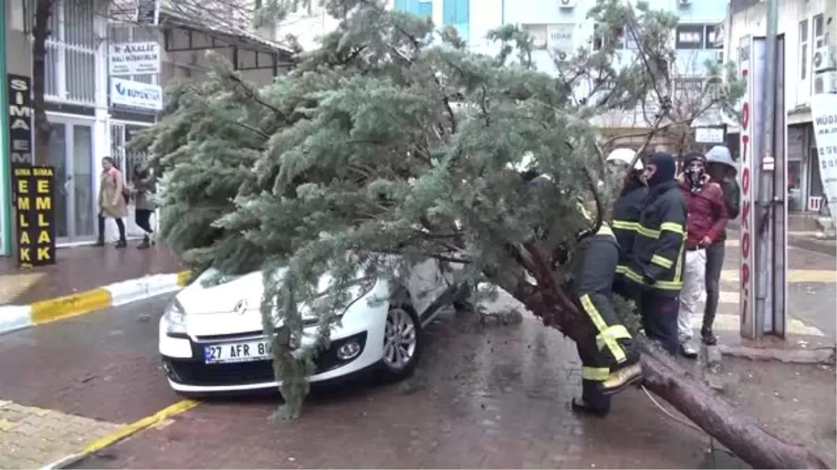 Otomobilin Üzerine Ağaç Devrildi