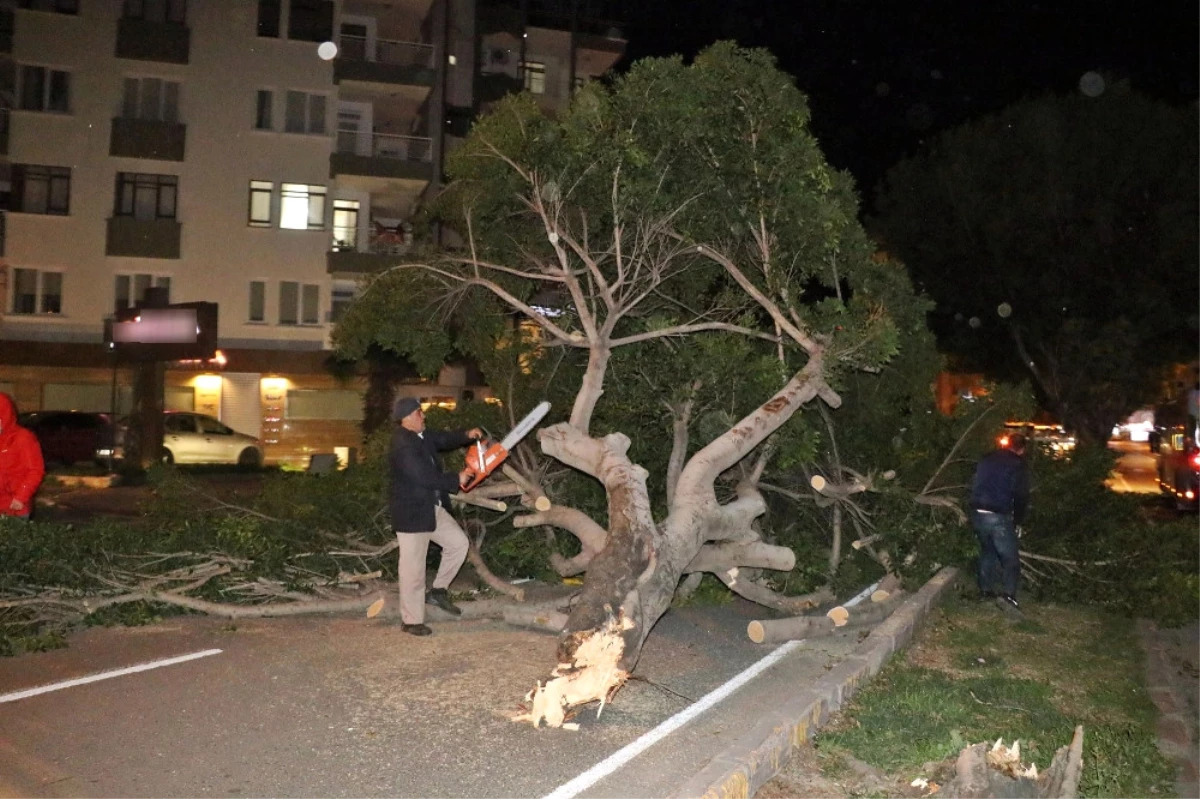 Antalya\'da Şiddetli Rüzgar Ağaçları Kökünden Söktü