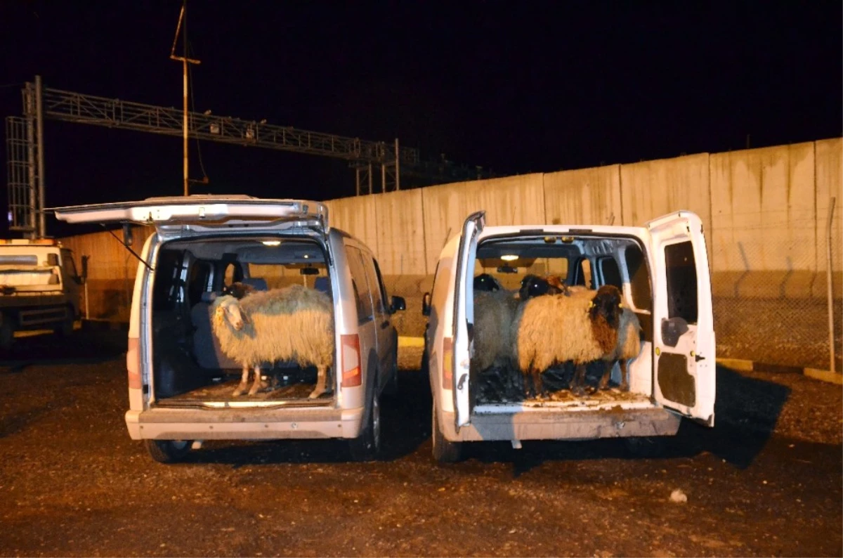 Diyarbakır\'da Hayvan Hırsızları Yakalandı