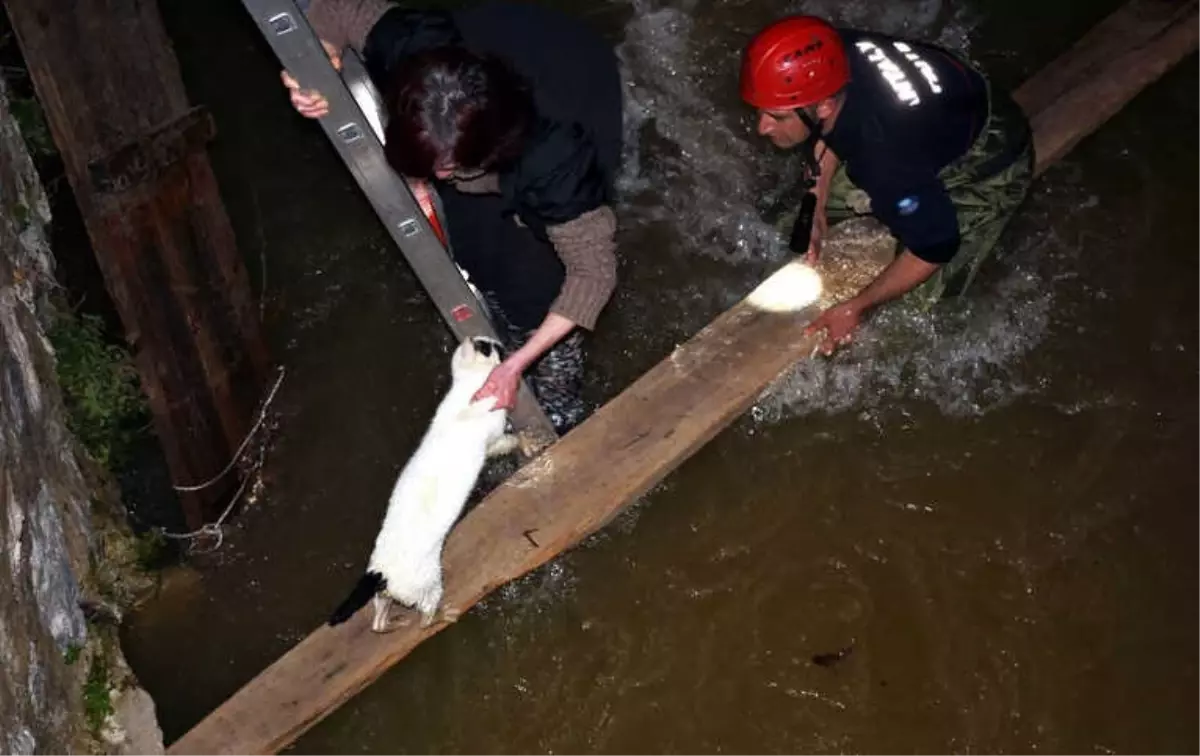 Kedi Boğulmaktan Son Anda Kurtarıldı